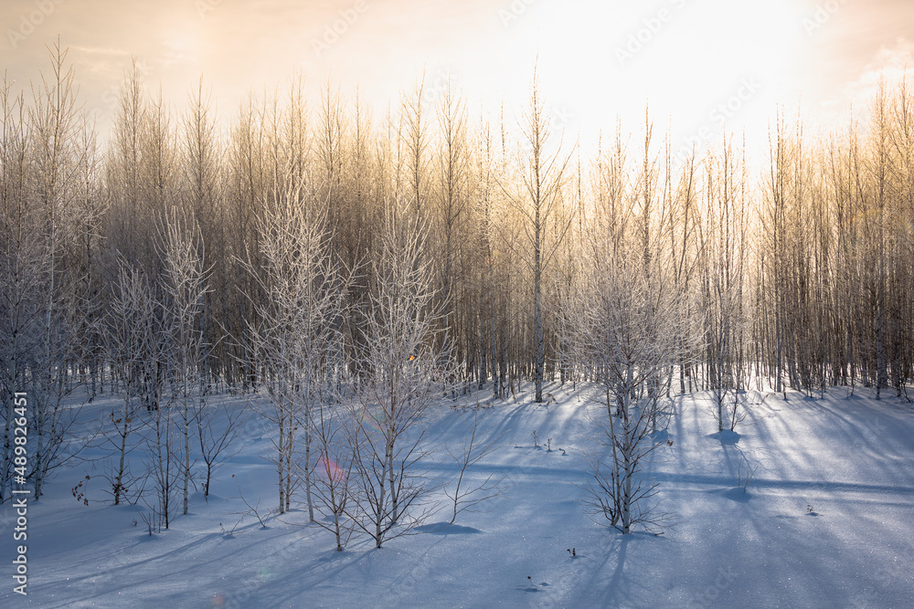 Winter trees in hoarfrost beautiful. Winter trees in hoarfrost beautiful.