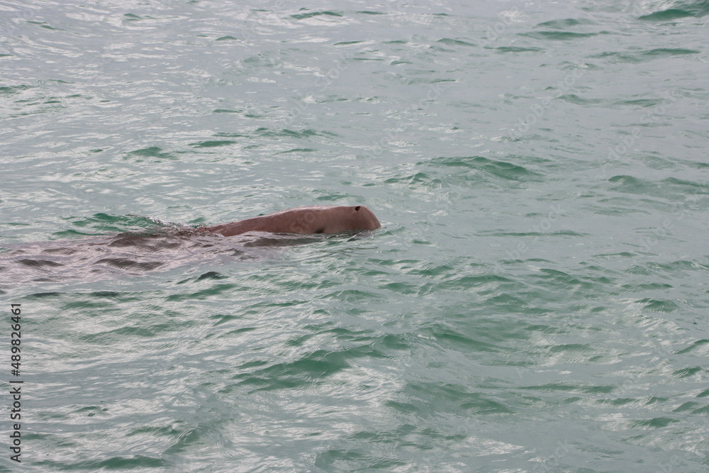 Fototapeta premium Dugong (Dugong dugon) or 