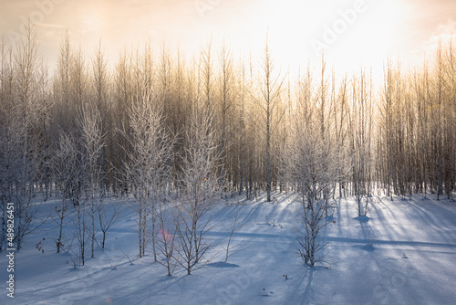 Winter trees in hoarfrost beautiful.
