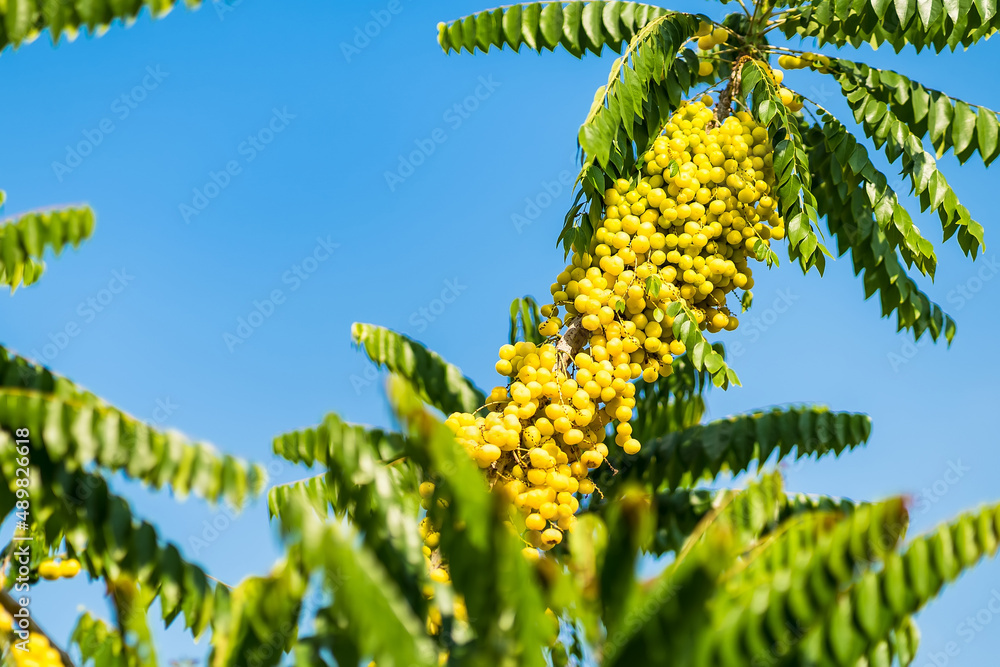 Phyllanthus acidus or Star gooseberry fruit on tree with blue sky in background Phyllanthus acidus or Star gooseberry fruit on tree with blue sky in background