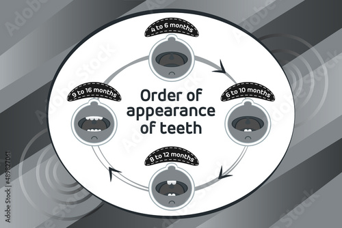 Baby first teeth. Children Order of appearance of teeth. Dental Teeth timing of their appearance. Dental milk tooth. Black and white vector illustration.