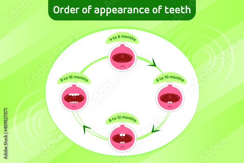 Baby first teeth. Children Order of appearance of teeth. Dental Teeth timing of their appearance. Dental milk tooth. Vector illustration.