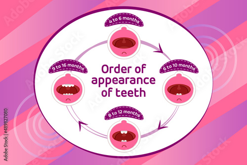 Baby first teeth. Children Order of appearance of teeth. Dental Teeth timing of their appearance. Dental milk tooth. Vector illustration.