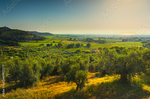 Castagneto Carducci panoramic view and Bolgheri vineyards. Maremma  Tuscany  Italy