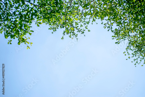 small green leaves bright sky background