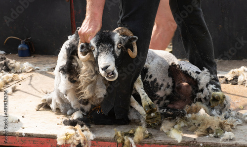 sheep being sheared