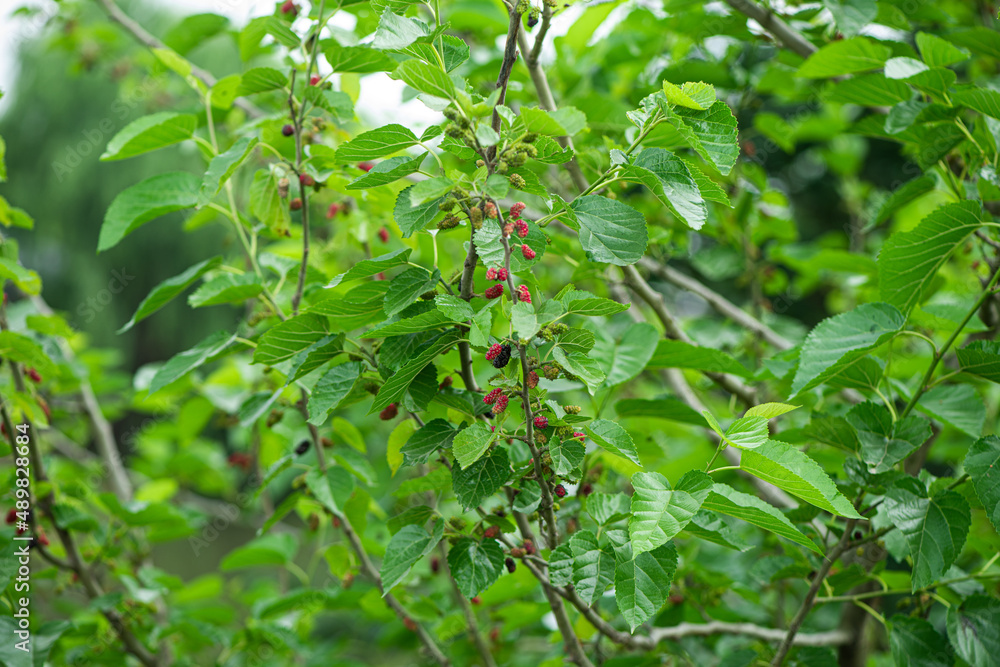Mulberry tree with ripe mulberries green leaves Mulberry tree with ripe mulberries green leaves