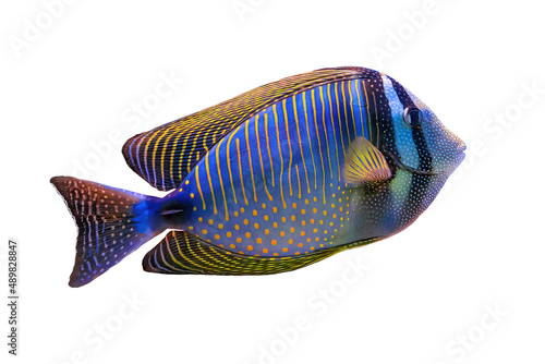 Red Sea sailfin tang isolated on white background. Family Acanthuridae from Red Sea in Egypt. Zebrasoma desjardinii living in Red Sea and Indian Ocean and South Africa. Desjardin's sailfin tang.