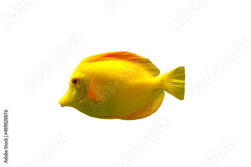 close up of Yellow Tang surgeonfish of isolated on white background. Zebrasoma flavescens species living in Pacific Ocean between Hawaii and Japan.