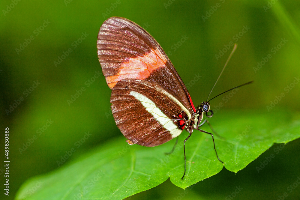 Papillon Heliconius erato phyllis sur une feuille Papillon Heliconius erato phyllis sur une feuille