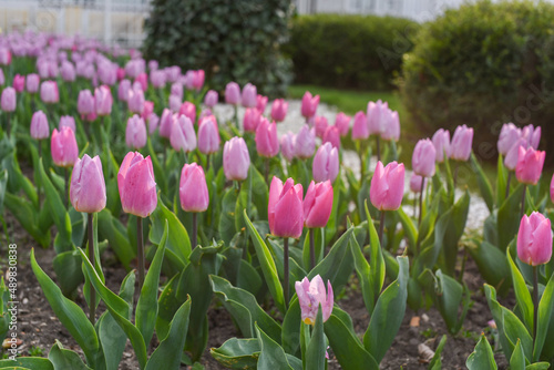 Closeup of pink tulips flowers with green leaves in the park outdoor