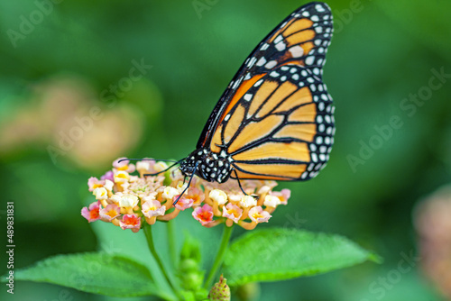 Papillon monarque, danaus plexippus, sur une fleur