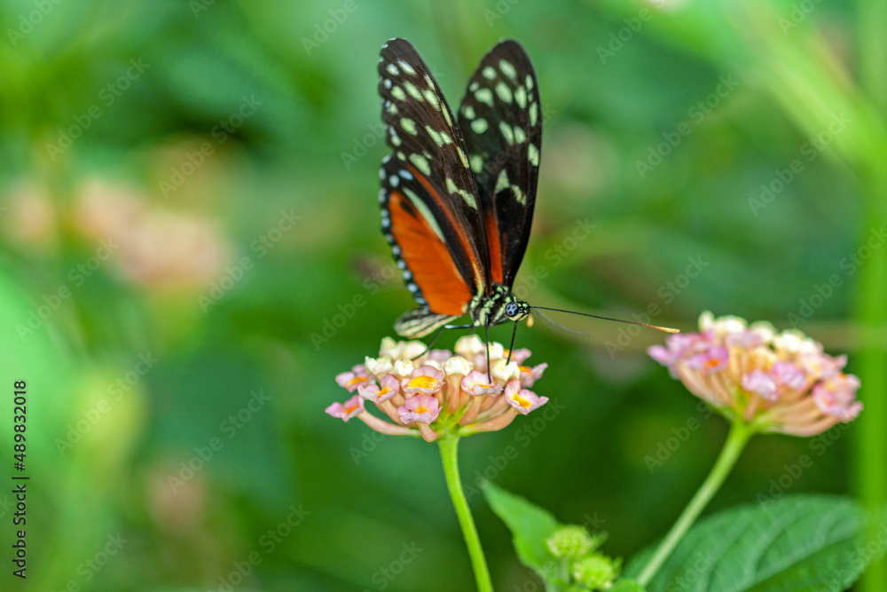 Papillon Heliconius hecale sur une fleur Papillon Heliconius hecale sur une fleur