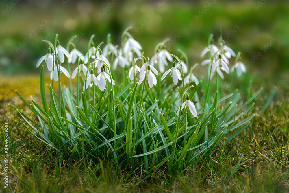 First beautiful snowdrops in spring. First spring flowers, snowdrops in garden, sunlight. Common snowdrop blooming. Galanthus nivalis flowers. First beautiful snowdrops in spring. First spring flowers, snowdrops in garden, sunlight. Common snowdrop blooming. Galanthus nivalis flowers.