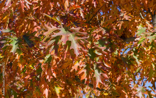 Red autumn leaves of Quercus palustris  the pin oak or swamp Spanish oak. Beautiful autumn foliage in city park krasnodar or Galitsky park in sunny autumn 2021. Nature concept for natural design.