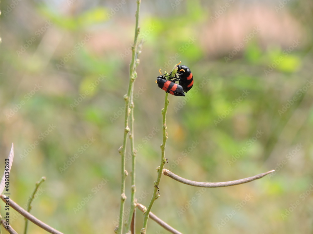 Fototapeta premium two ladybugs on a blade of grass