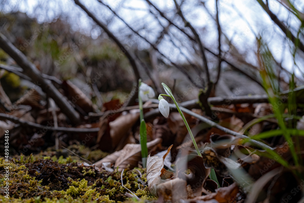 spring forest flowers appeared in the forest and central Croatia spring forest flowers appeared in the forest and central Croatia