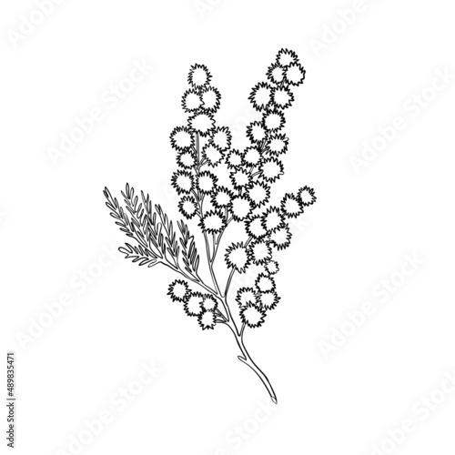 Vector line drawing of silver wattle. Botanical mimosa vector illustration. Black and white sketch.