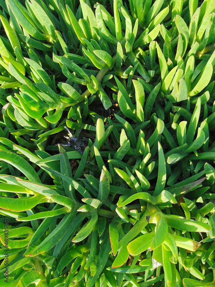 Fototapeta premium Floral background. Green plants with thick, elongated leaves in the sun.