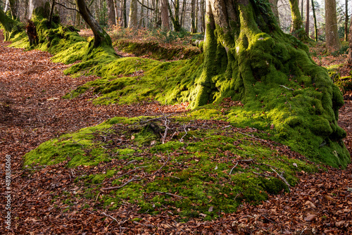 A row of trees covered in moss