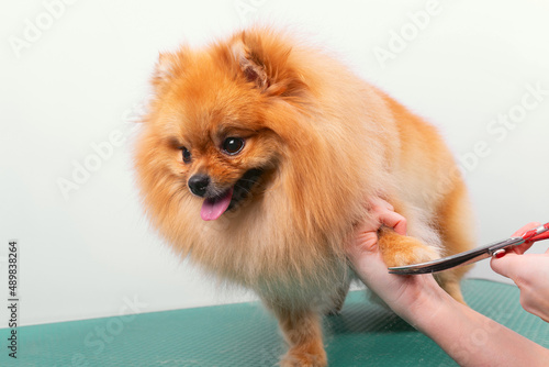 Professional groomer takes care of Orange Pomeranian Spitz in animal beauty salon.