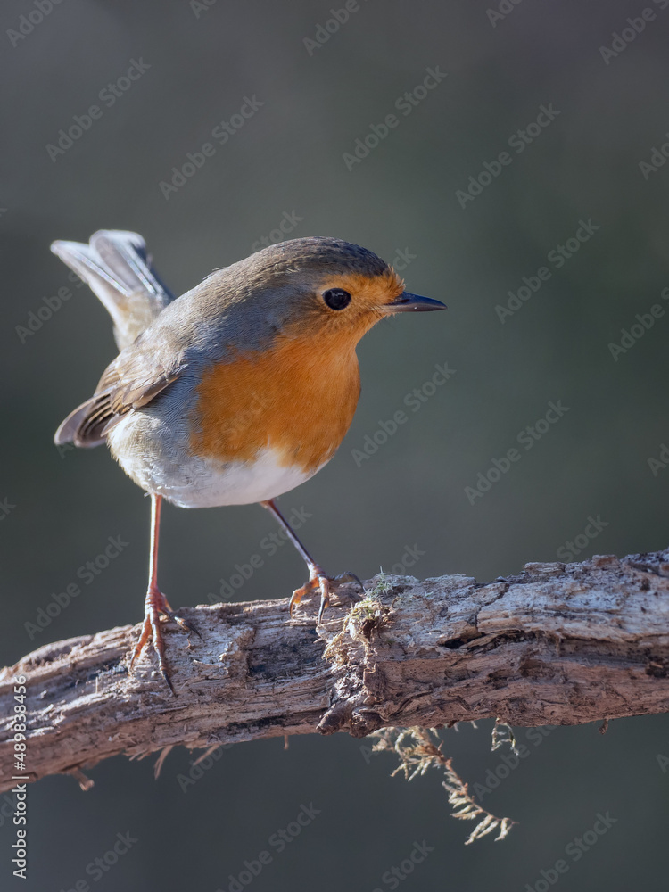 small bird on a beautiful blurred background small bird on a beautiful blurred background