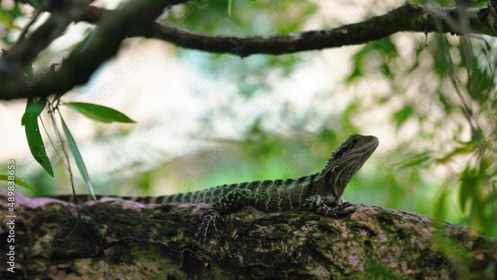 Australian Eastern Water Dragon lizard sits quietly on tree branch Australian Eastern Water Dragon lizard sits quietly on tree branch