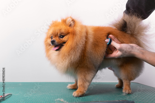 Professional groomer takes care of Orange Pomeranian Spitz in animal beauty salon.