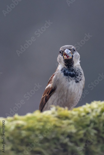 small bird on a beautiful blurred background