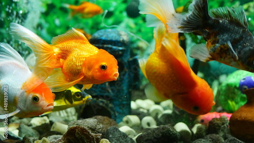goldfish swimming in the aquarium with clear water, looks very beautiful 