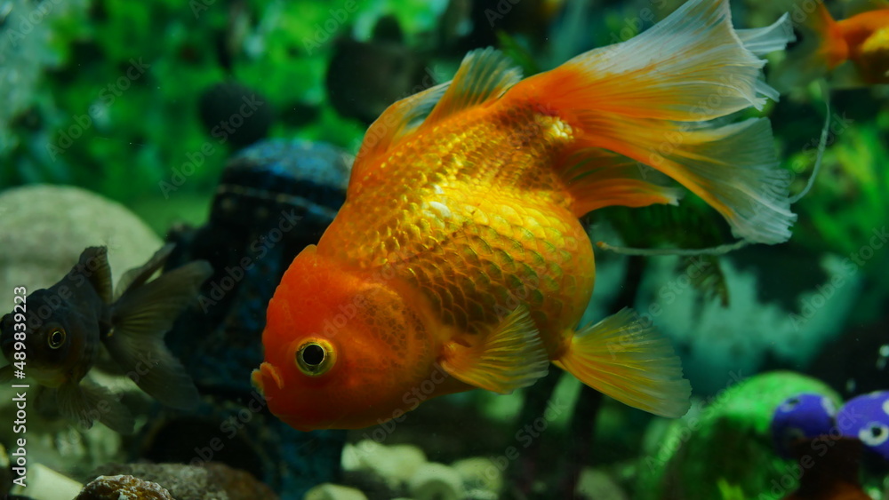 goldfish swimming in the aquarium with clear water, looks very beautiful
goldfish swimming in the aquarium with clear water, looks very beautiful