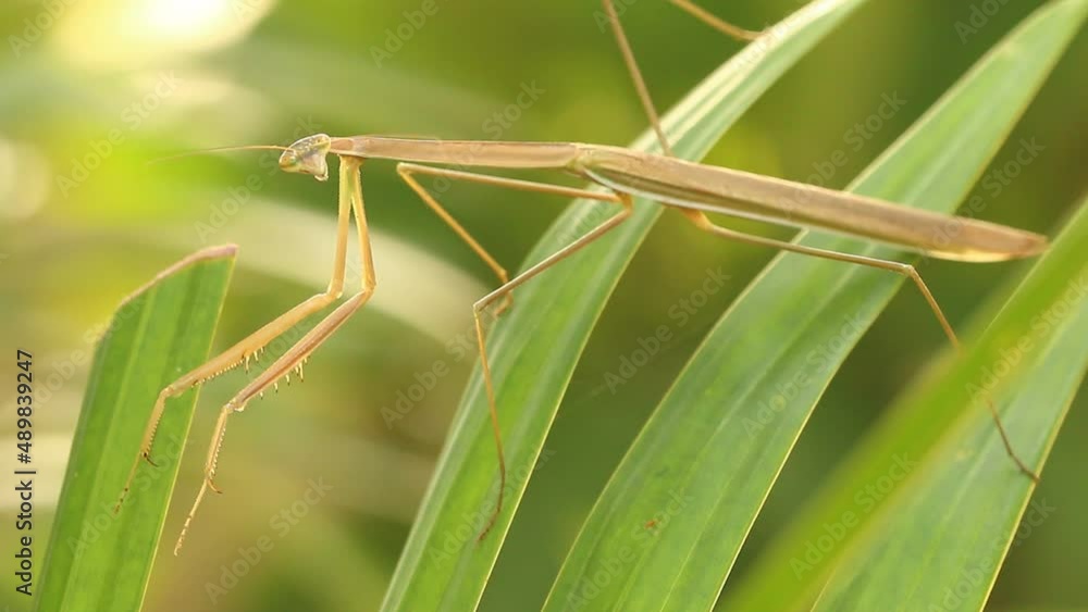 Big mantis holding on the leaf , out door Chiangmai Thailand Big mantis holding on the leaf , out door Chiangmai Thailand