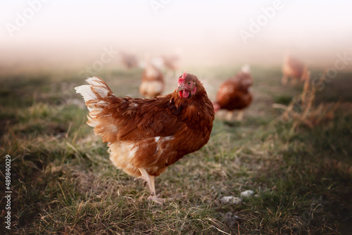 happy free range chicken in the meadow