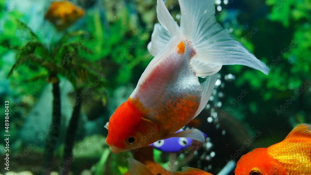 goldfish swimming in the aquarium with clear water, looks very beautiful
goldfish swimming in the aquarium with clear water, looks very beautiful