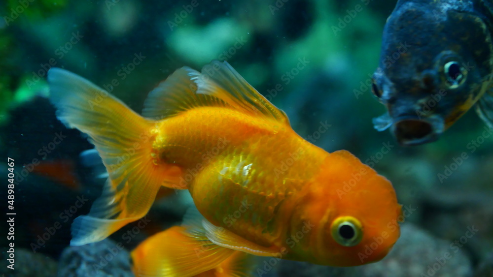 goldfish swimming in the aquarium with clear water, looks very beautiful
goldfish swimming in the aquarium with clear water, looks very beautiful