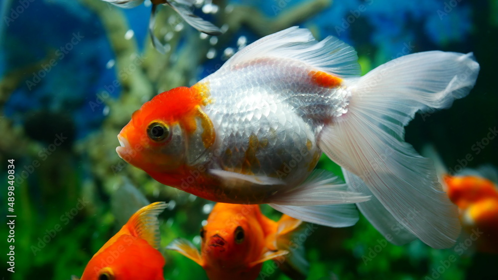 goldfish swimming in the aquarium with clear water, looks very beautiful
goldfish swimming in the aquarium with clear water, looks very beautiful