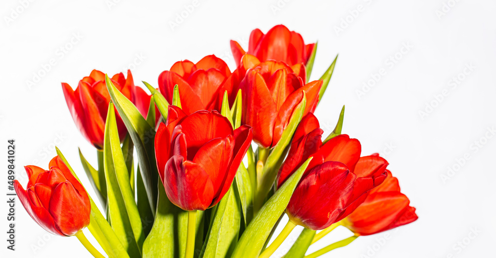 tulips flowers background