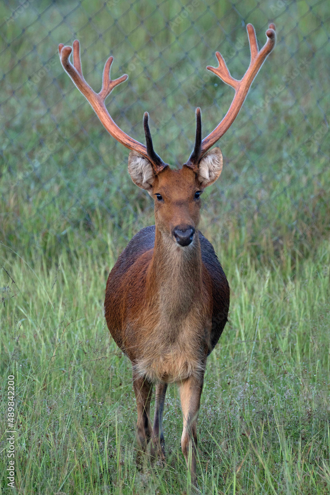 Barasingha deer with new antlers, Rucervus duvaucelii, Kanha National Park, Madhya Pradesh Barasingha deer with new antlers, Rucervus duvaucelii, Kanha National Park, Madhya Pradesh