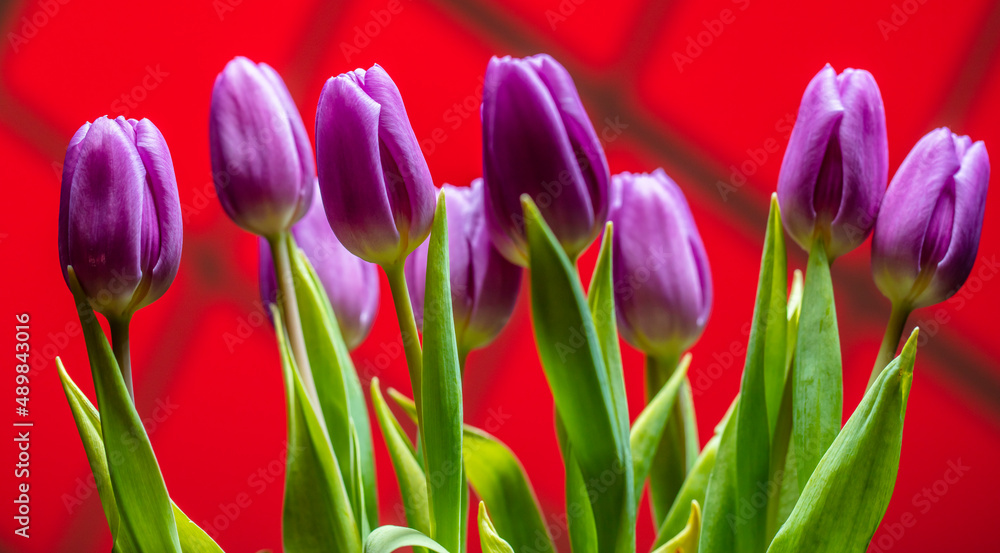 Fototapeta premium colorful tulips flowers
