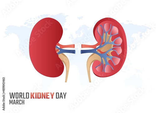 vector graphic of world kidney day good for world kidney day celebration. flat design. flyer design.flat illustration.