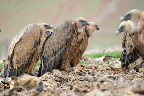 Buitres leonados en campos de castila y leon. Espa  a