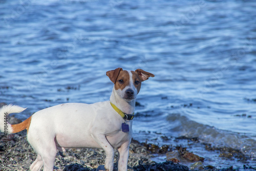 Jack Russel on a walk by the sea