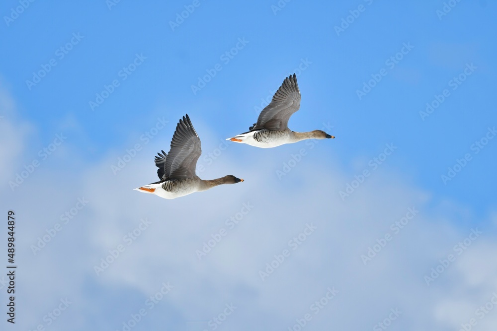 真冬の青空を飛ぶ北からの渡り鳥ヒシクイのつがい