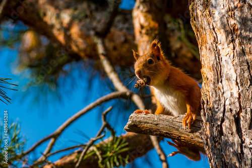 Eichhörnchen © Harald Tedesco