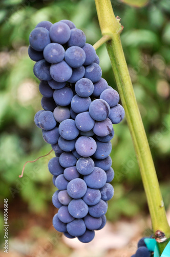 Podłużna kiść winorośli o ciemnych owocach, rosnąca na winnicy.