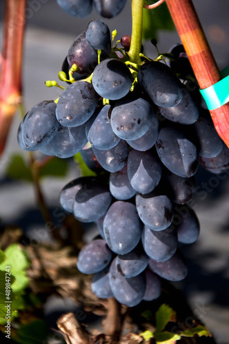 Kiść winogronu o granatowych owocach rosnący na winnicy, odmiana kodrianka.