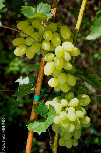Owoce białej winorośli rosnące w lekkim półcieniu