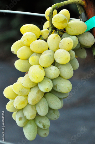 Pojedyncza kiść białej winorośli rosnąca na winnicy