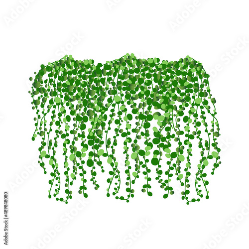 Succulent plant that hangs. Indoor plant Rowley godson. Vector illustration of home flowers. Urban jungle.