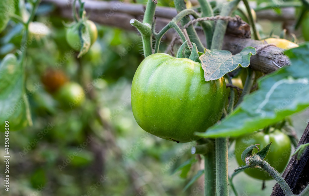 Raw green tomato growing in the garden with copy space Raw green tomato growing in the garden with copy space